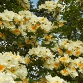 Rosa (Helenae-Gruppen) 'Hybrida' -, fylld honungsros