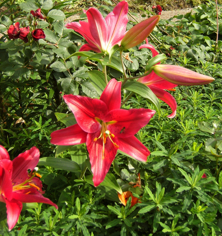 Lilium ospec. röd 4