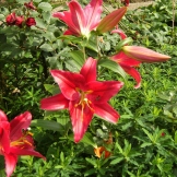 Lilium-släktet röd 4