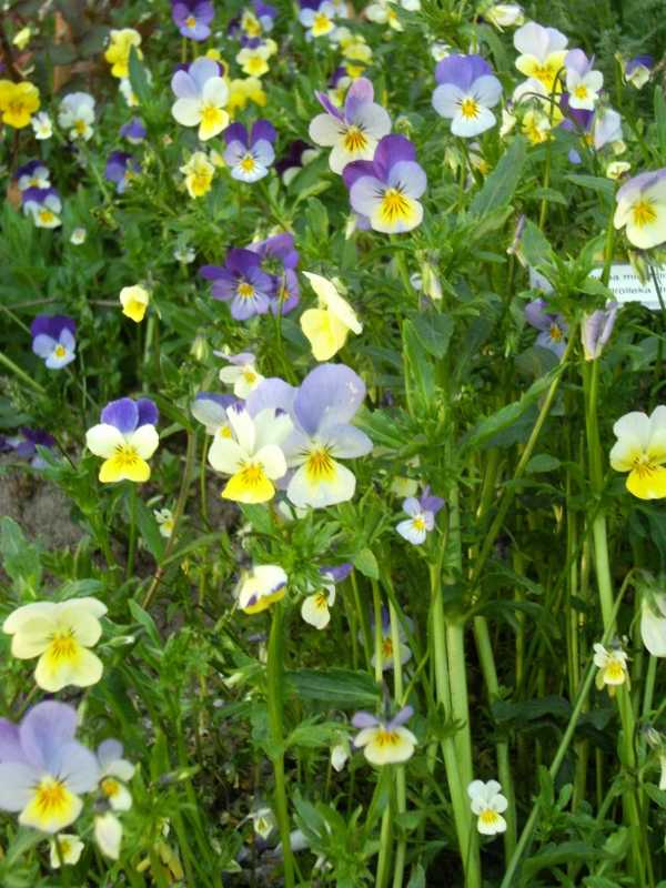 Viola tricolor - styvmorsviol 4