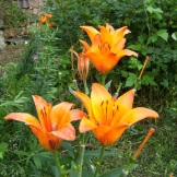 Lilium bulbiferum L. _ brandlilja_orange lily